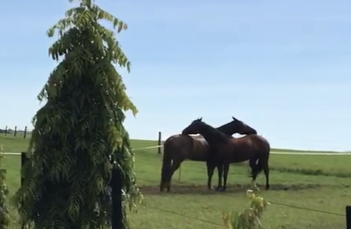 Imagem com dois cavalos, um de frente para o outro e uma arvóre do lado esquerdo